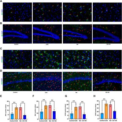 Cuscutae semen alleviates CUS-induced depression-like behaviors in mice via the gut microbiota-neuroinflammation axis